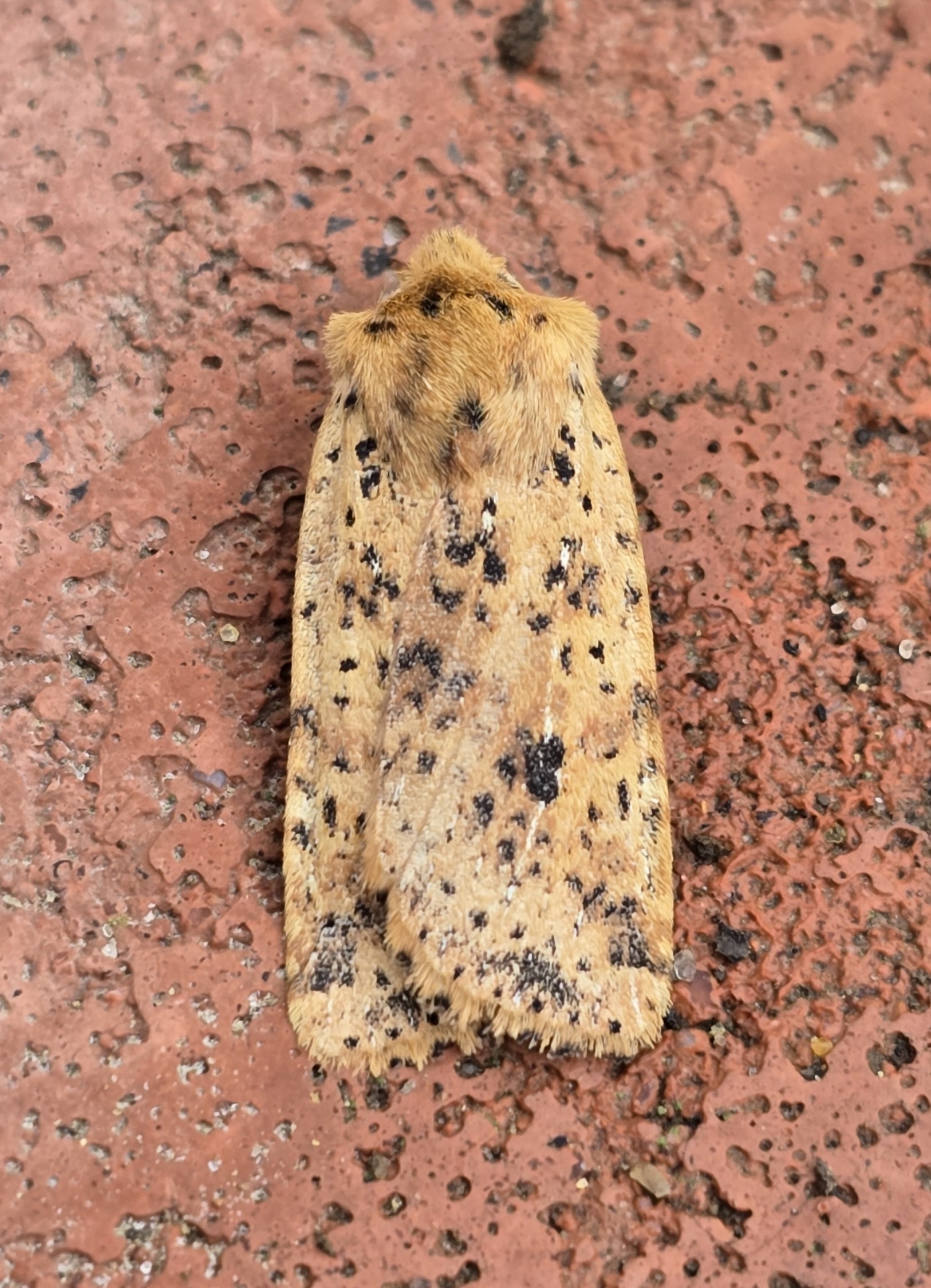 Photo of Dotted Chestnut (Conistra rubiginea)